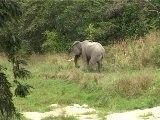 Elefanti Leoni Rinoceronti Iene in video